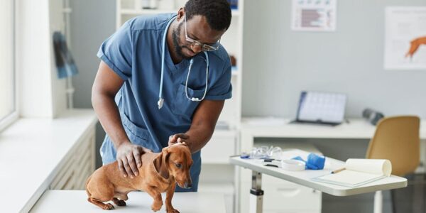 Understanding Pet Insurance: A Comprehensive Guide to Protecting Your Furry Friend’s Health