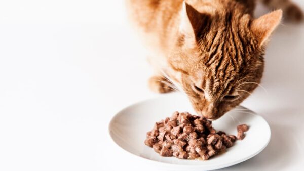 Fresh Cat Food: Elevating Feline Nutrition to New Heights