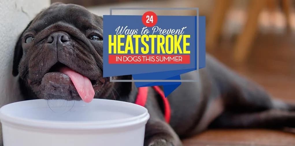 Heat Stroke in Dogs