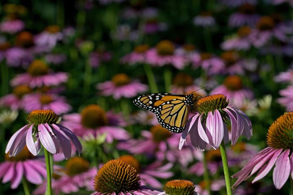 The Secret to a Thriving Garden Native Plants