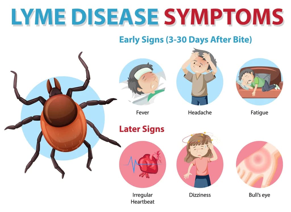 How do you get Lyme disease?