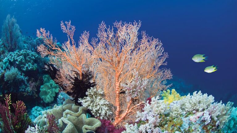The Amazing World of Coral Reefs