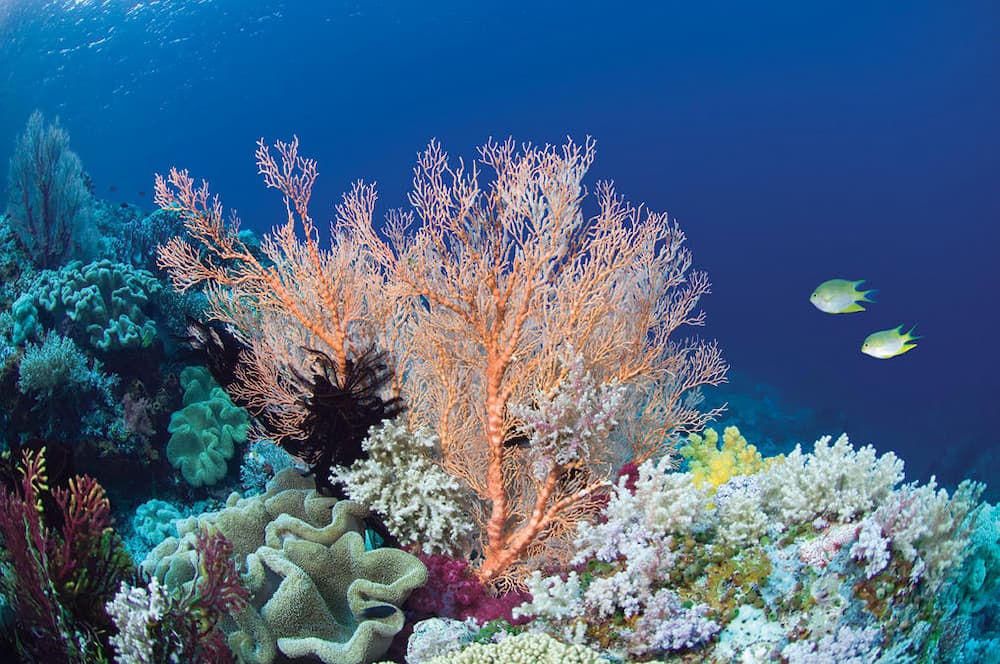 The Amazing World of Coral Reefs
