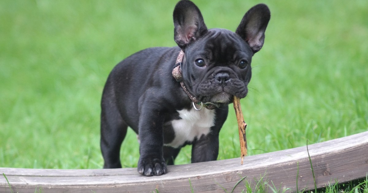 black-french-bulldog-with-stick