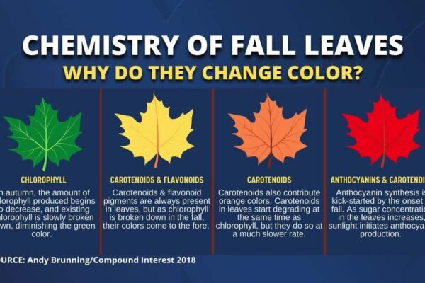 Why Do Leaves Change Color in Autumn