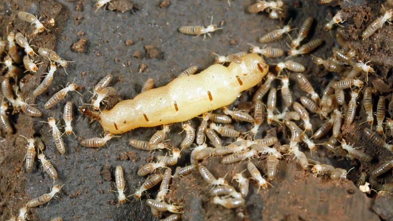 Understanding the Importance of Timely Insect Removal - Holo Tech Info